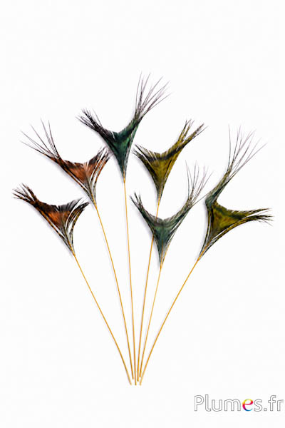 Pauw blauw gouden schacht - 15-20 cm - natuurlijk